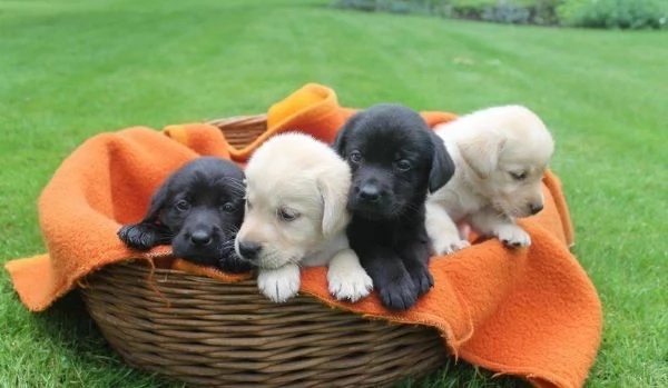 regalare i nostri cuccioli di Labrador maschio e femmina | Foto 0