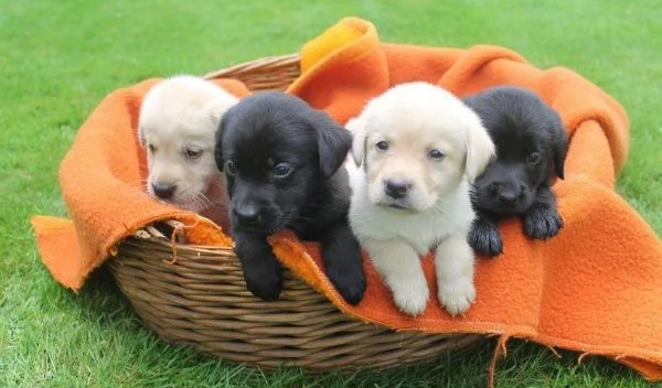 regalare i nostri cuccioli di Labrador maschio e femmina