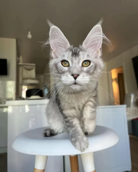 GATTINI MAINE COON  Unico | Foto 0