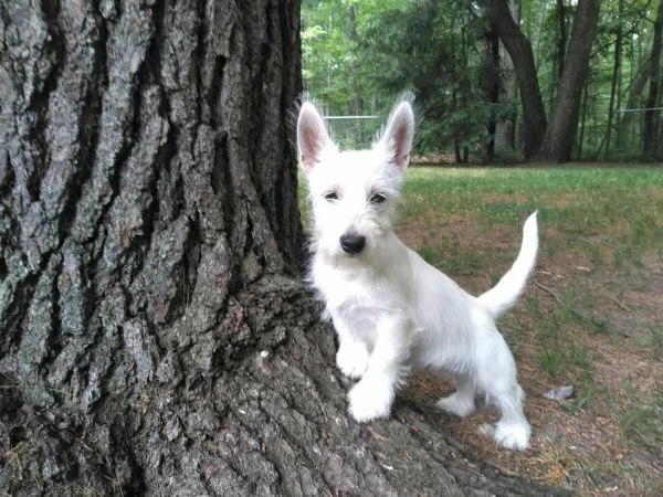 West Highland White Terrier