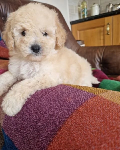 Cuccioli di Golden Retriever per casa