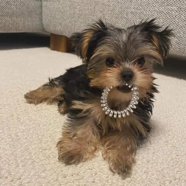 Yorkie di razza disponibile