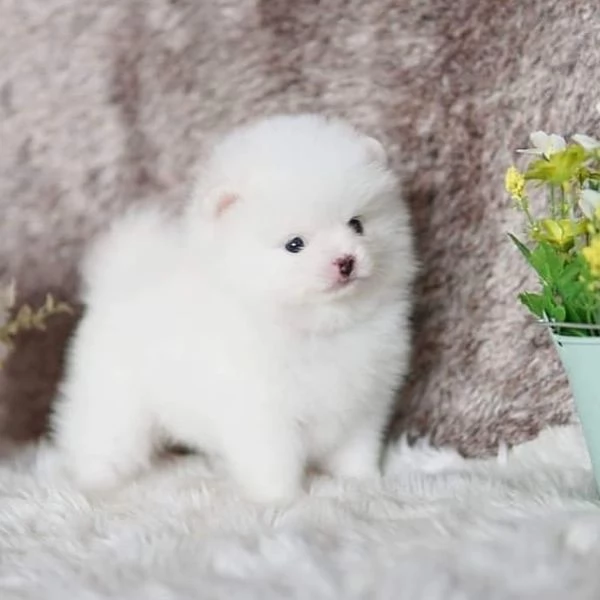 Teacup pomeranian per la ricollocazione
