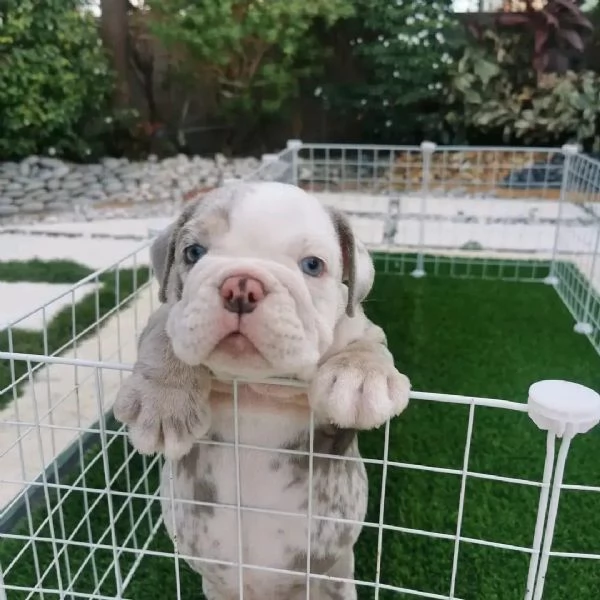 Bulldog inglesi da adottare