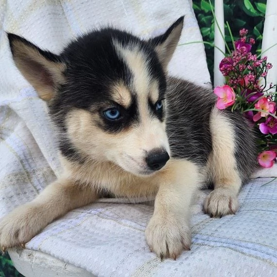 Adorabili cuccioli di husky siberiano in vendita