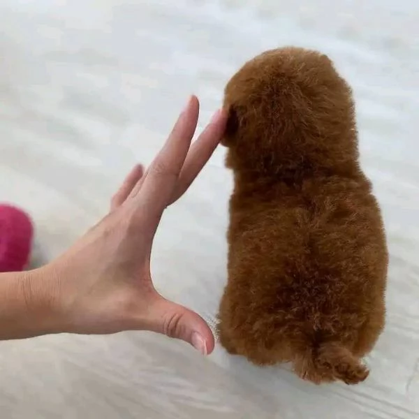 Cuccioli di Barboncino Toy  Maschi e Femmine Dolcezza e Intelligenza | Foto 0