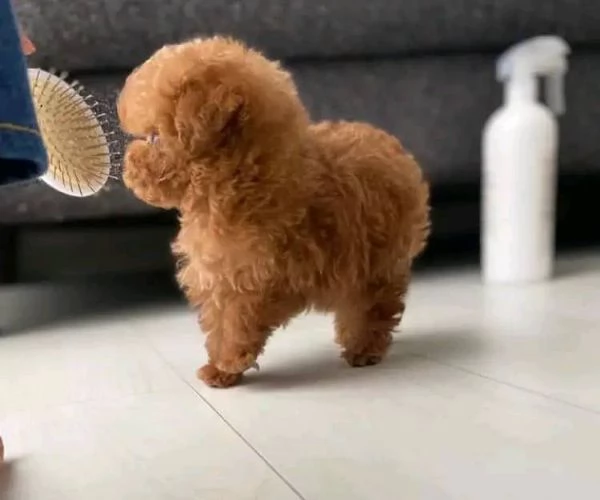 Cuccioli di Barboncino Toy  Maschi e Femmine Dolcezza e Intelligenza