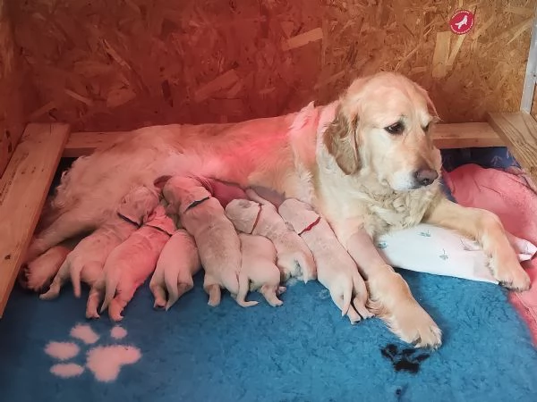 cuccioli Golden Retriever | Foto 2
