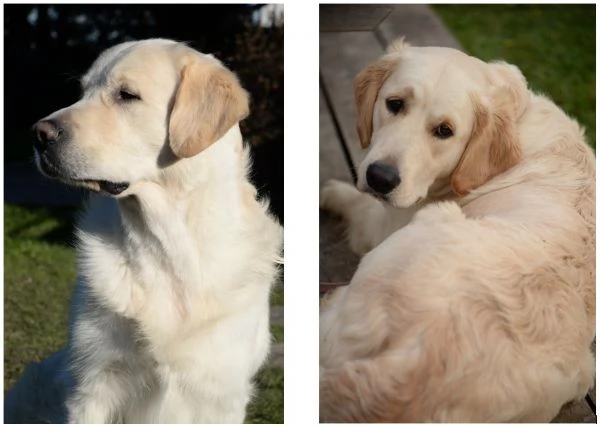 cuccioli Golden Retriever