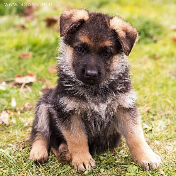 Regalo GOLDEN RETRIVER CUCCIOLI DISPONIBILE PER LADOZIONE Adorabili cuccioli di Golden Retriver fem