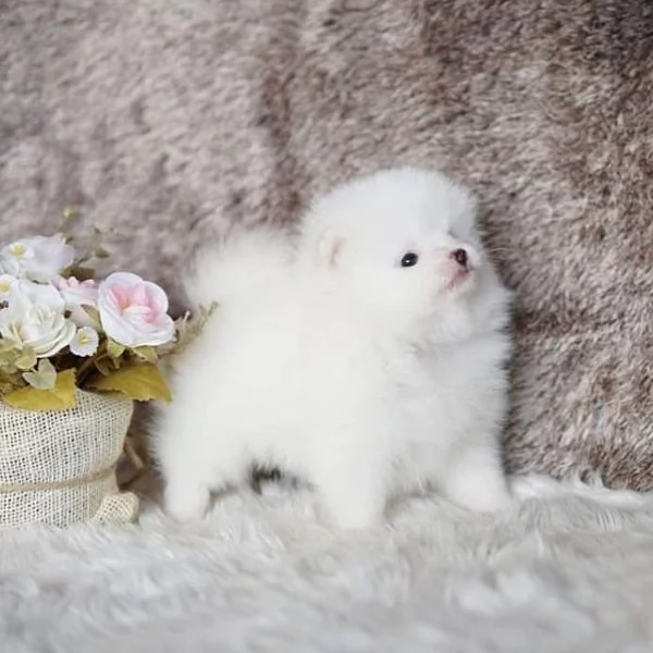 Pomerania Teacup per la ricollocazione