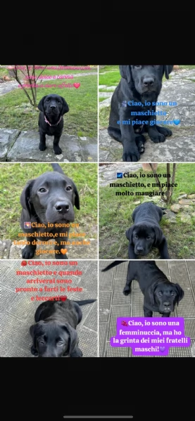VENDO CUCCIOLI NERI LABRADOR
