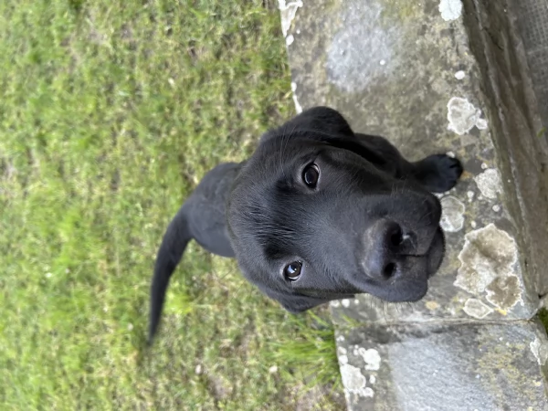 VENDO CUCCIOLI NERI LABRADOR | Foto 3