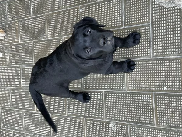 VENDO CUCCIOLI NERI LABRADOR | Foto 2