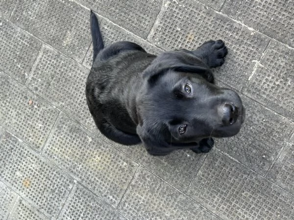 VENDO CUCCIOLI NERI LABRADOR | Foto 1