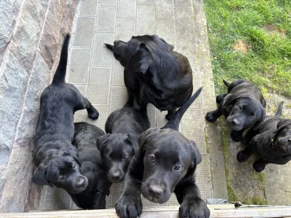 VENDO CUCCIOLI NERI LABRADOR | Foto 0