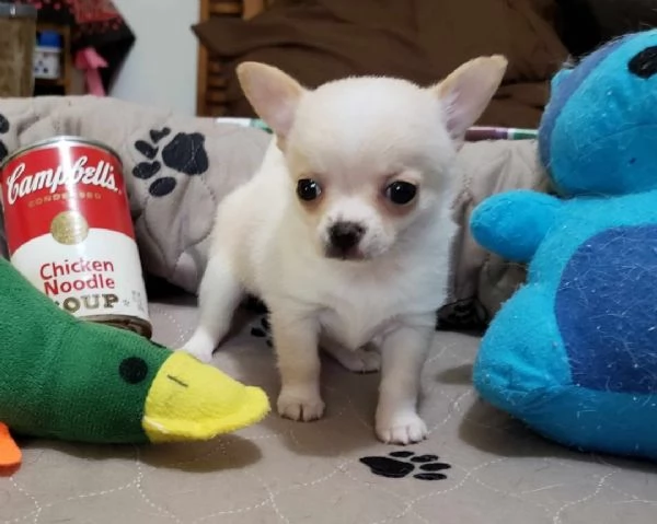 Cuccioli di Chihuahua