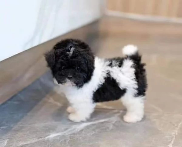 Cuccioli di shitzu 