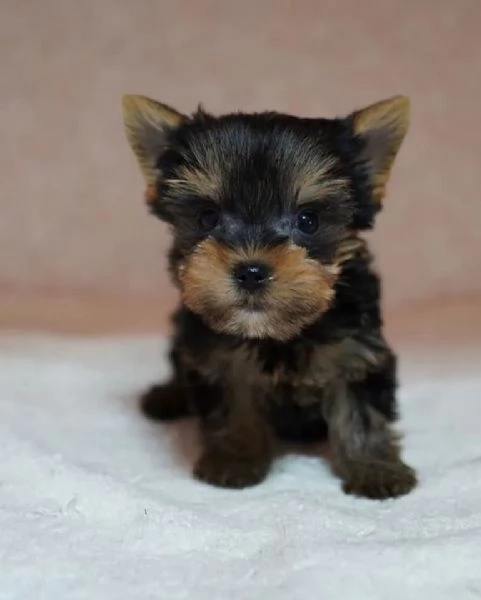 Cucciolo di Yorkie