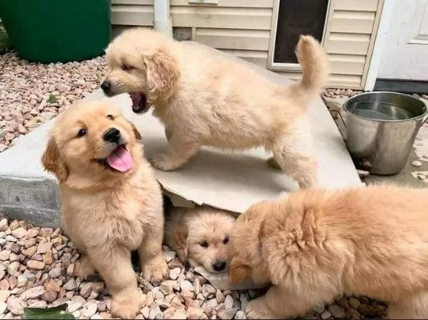 Cuccioli di Golden Retriever
