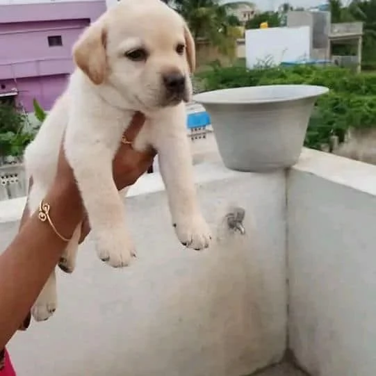 Cuccioli di Labrador Chocolate