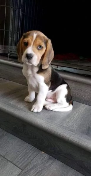 Regala adorabili cuccioli di beagle maschi e femmine | Foto 2