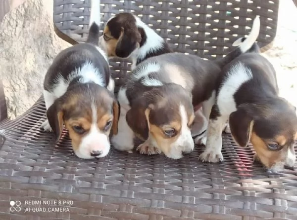 Regala adorabili cuccioli di beagle maschi e femmine | Foto 0