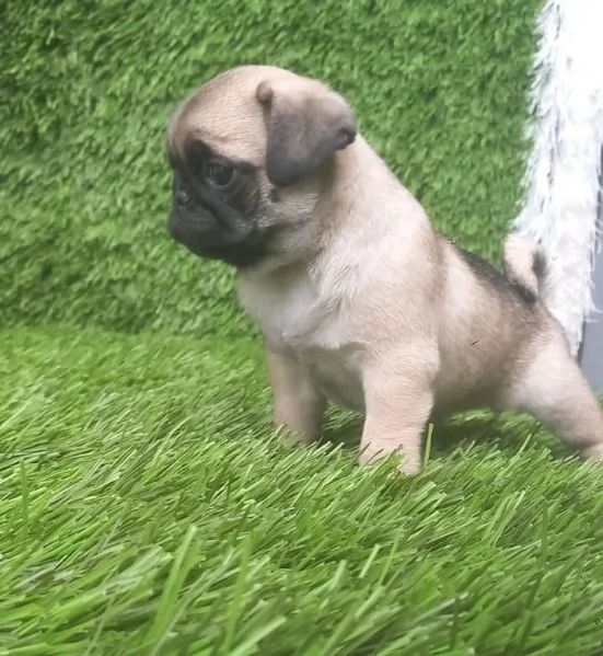 Regalo adorabili cuccioli di carlino maschio e femmina | Foto 1