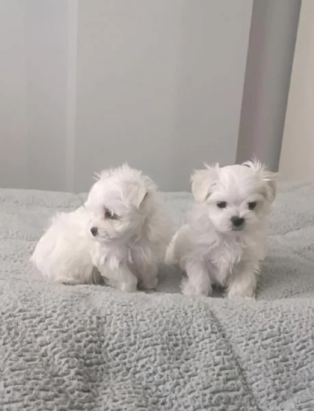 Regala adorabili cuccioli di maltese maschio e femmina