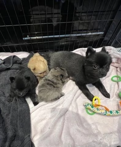 Regala adorabili cuccioli di Pomerania maschio e femmina | Foto 1