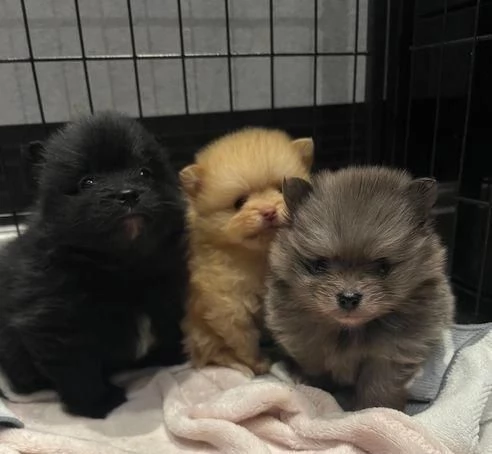 Regala adorabili cuccioli di Pomerania maschio e femmina | Foto 0