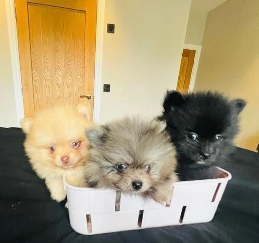 Regala adorabili cuccioli di Pomerania maschio e femmina