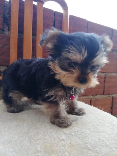 Regala adorabili cuccioli di Yorkshire maschio e femmina | Foto 1