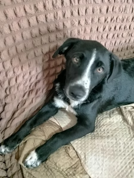 Cuccioli meticcio di taglia medio  | Foto 1