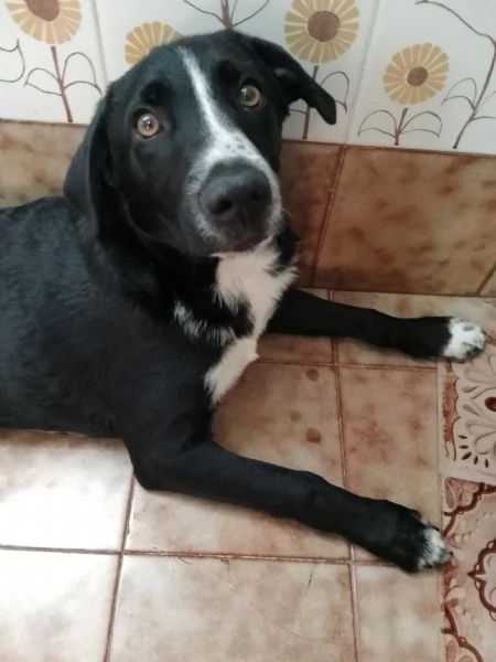 Cuccioli in regalo 