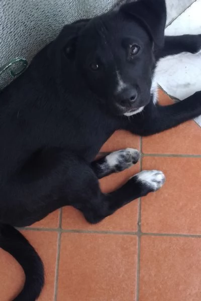Cuccioli in regalo  | Foto 2
