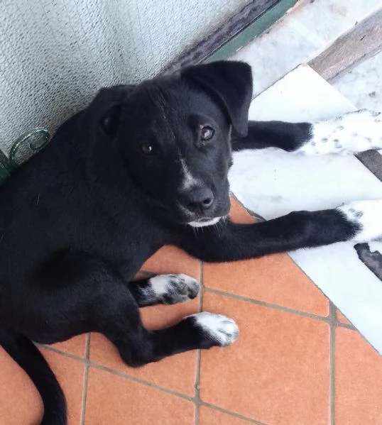 Cuccioli in regalo  | Foto 0