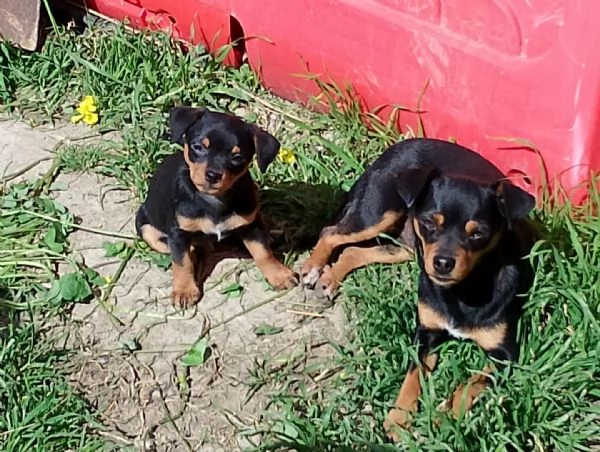 Pinscher nano