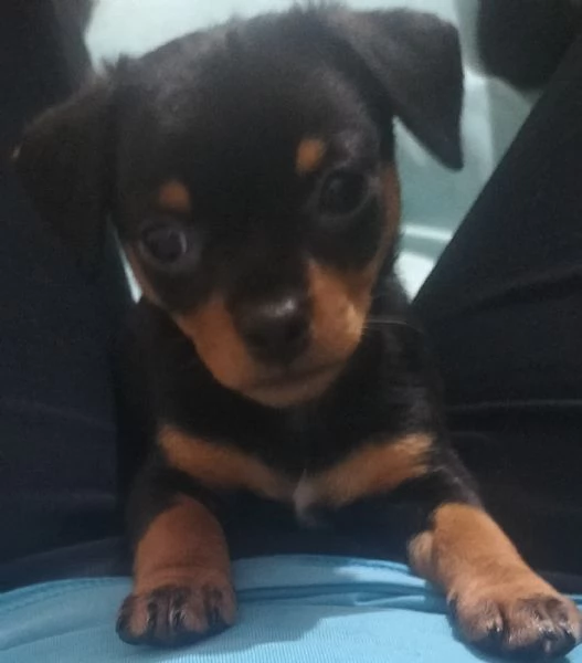 Pinscher nano | Foto 1
