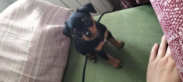 Pinscher nano | Foto 0