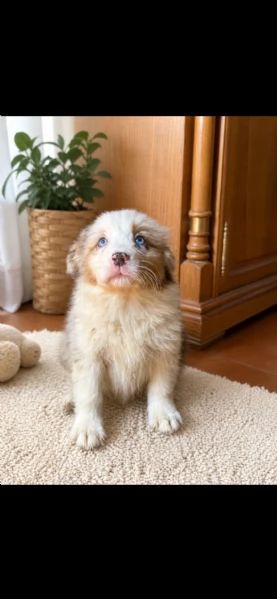 Pastore australiano con pedigree 