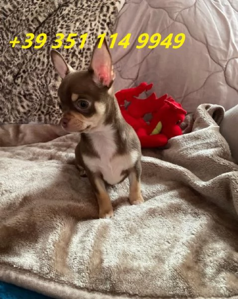 Regala i nostri cuccioli di chihuahua maschi e femmine | Foto 2