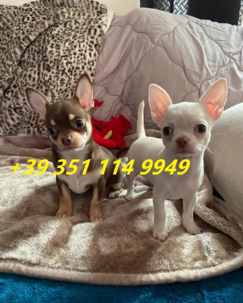 Regala i nostri cuccioli di chihuahua maschi e femmine | Foto 1