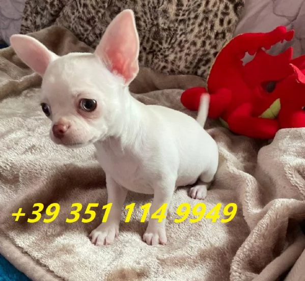 Regala i nostri cuccioli di chihuahua maschi e femmine | Foto 0
