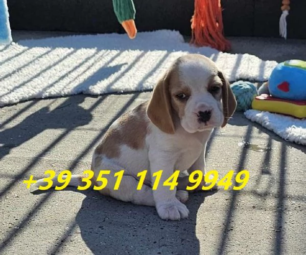 Regala i nostri cuccioli di beagle maschio e femmina | Foto 1