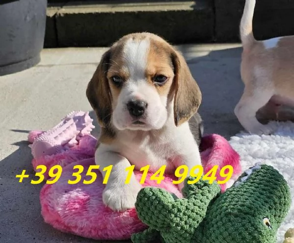 Regala i nostri cuccioli di beagle maschio e femmina | Foto 0