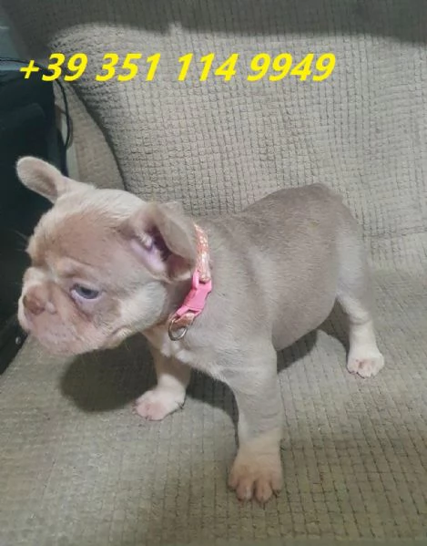 Regala i nostri cuccioli di bulldog francese maschio e femmina