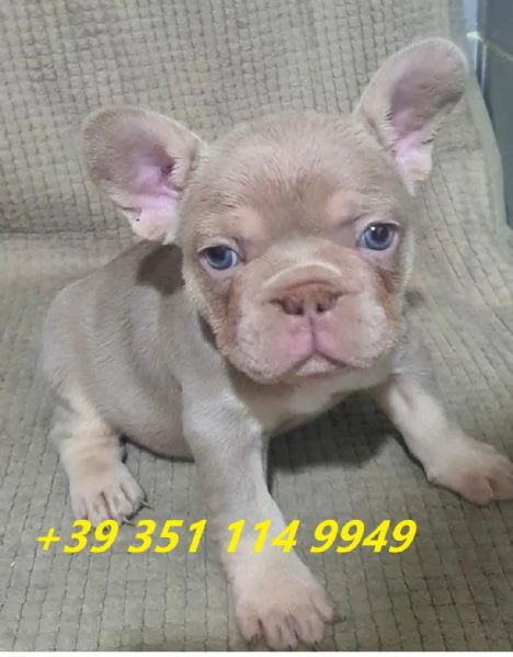 Regala i nostri cuccioli di bulldog francese maschio e femmina | Foto 2