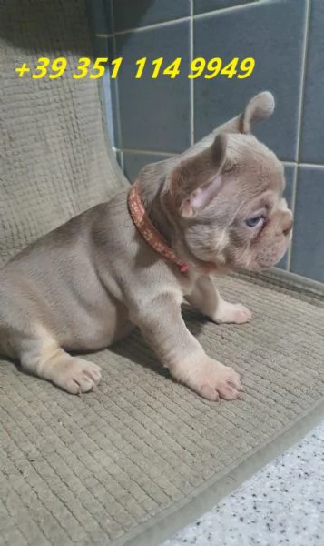 Regala i nostri cuccioli di bulldog francese maschio e femmina | Foto 1