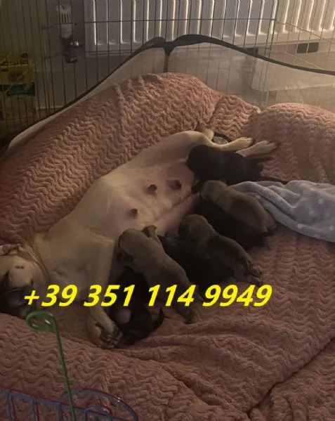 Regala i nostri cuccioli di carlino maschio e femmina | Foto 2